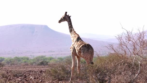 Namibya Zürafası Vahşi Doğa — Stok video