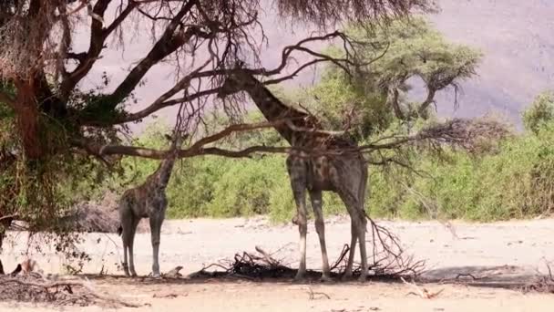 Намибийский Жираф Природе — стоковое видео