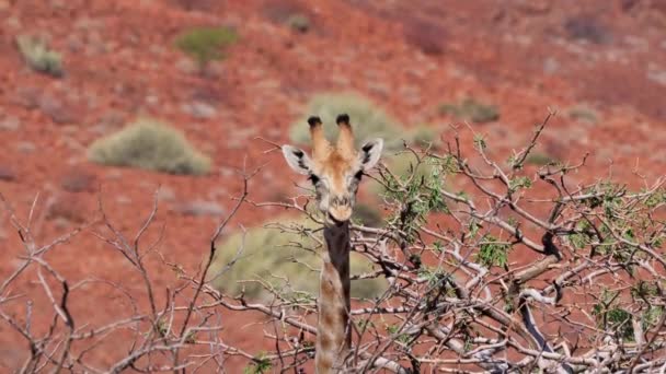Namibian Giraffe Wild Nature — Stock Video
