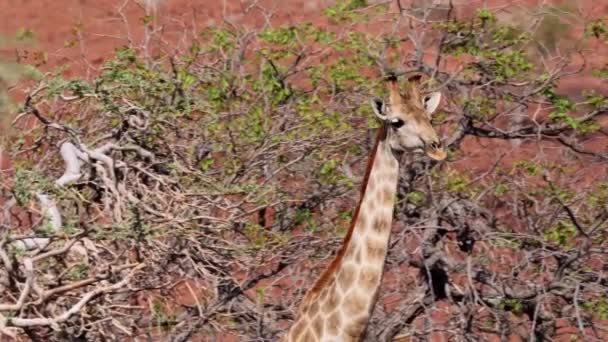 Girafa Namibiana Natureza Selvagem — Vídeo de Stock