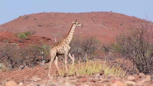 Namibian Giraffe Wild Nature — Stock Video