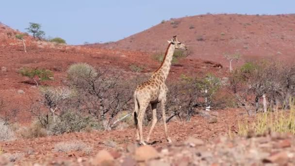 Girafe Namibienne Wild Nature — Video