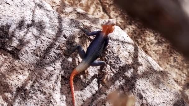 Colorful Namibian Rock Lizard Sunbathe — Stock Video