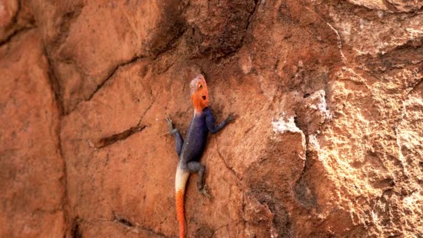 Kleurrijke Namibische Rock Lizard Zonnebaden — Stockvideo