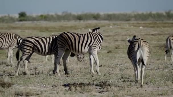 Namibijskie Zebry Krzakach — Wideo stockowe