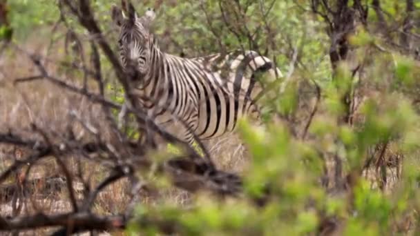 Zèbres Namibiens Dans Bush — Video