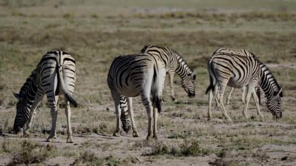 Çalılıklarda Namibyalı Zebralar — Stok video