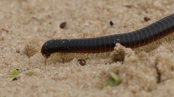 Huge Namibian Centipede Crawling Ground — 图库视频影像