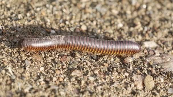 Huge Namibian Centipede Crawling Ground — ストック動画