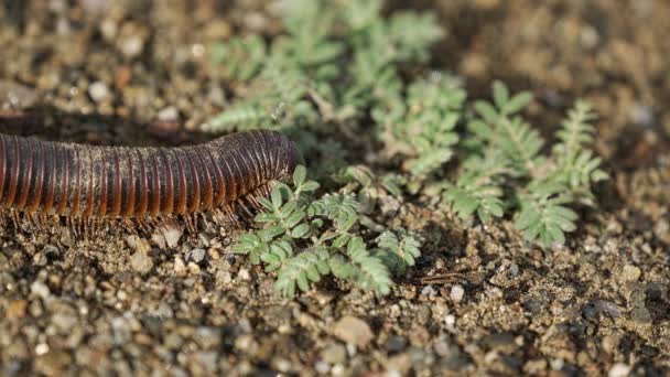 Huge Namibian Centipede Crawling Ground — Stok video