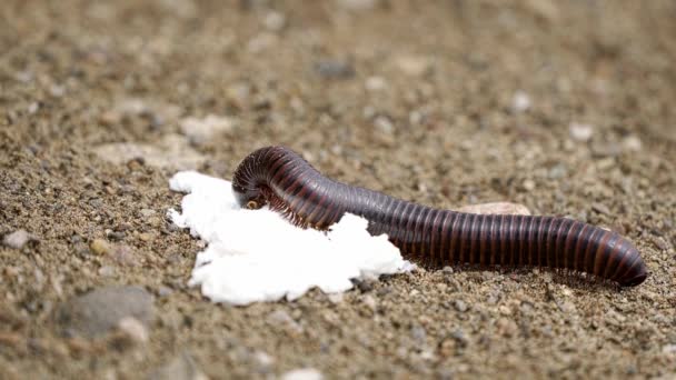 Huge Namibian Centipede Crawling Ground — Vídeos de Stock