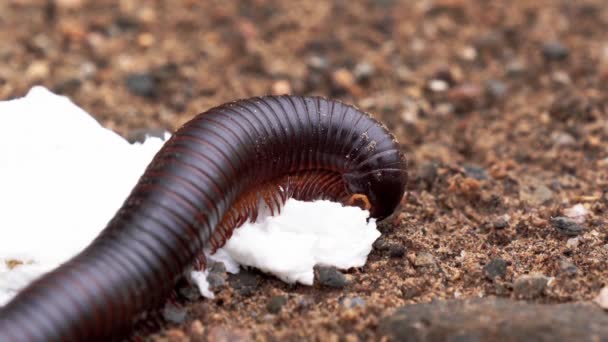 Huge Namibian Centipede Crawling Ground — Stock videók