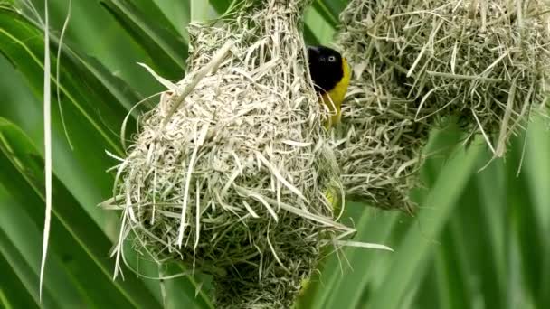 Spectacled Weaver Building Nest Namibië — Stockvideo