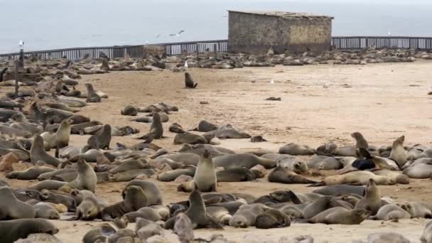Seals Cape Cross Seal Colony Namibia Close — Vídeo de Stock