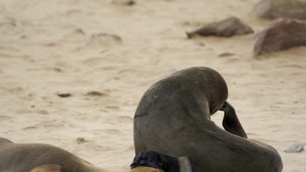 Seals Cape Cross Seal Colony Namibia Close — Vídeos de Stock