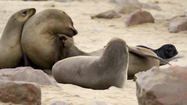 Seals Cape Cross Seal Colony Namibia Close — Video