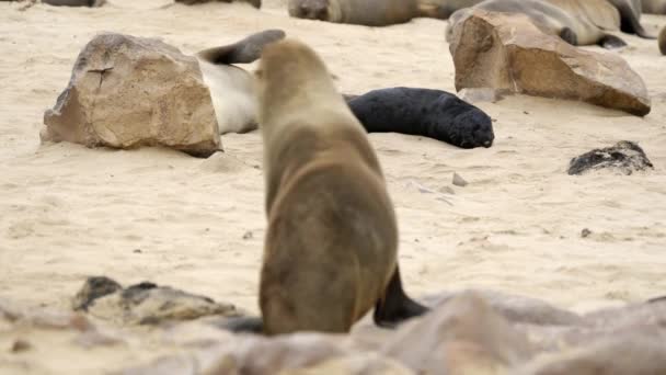 Seals Cape Cross Seal Colony Namibia Close — Αρχείο Βίντεο