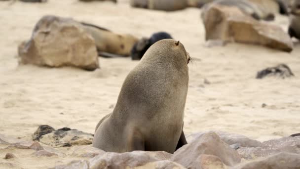 Seals Cape Cross Seal Colony Namibia Close — Stok video