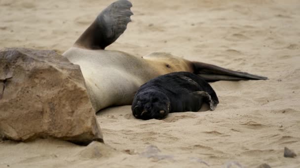 Seals Cape Cross Seal Colony Namibia Close — 图库视频影像