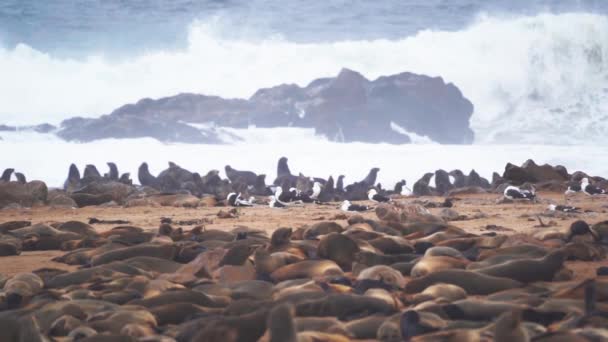 Seals Cape Cross Seal Colony Namibia Close — Wideo stockowe