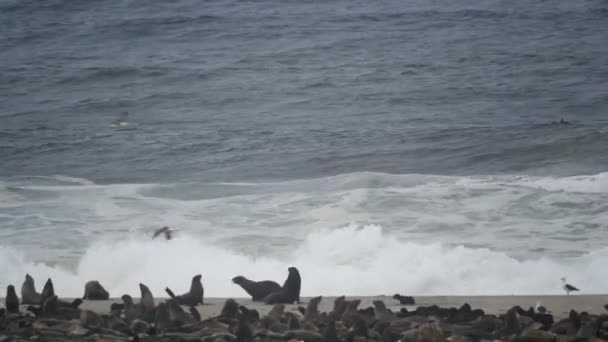 Seals Cape Cross Seal Colony Namibia Close — Vídeos de Stock