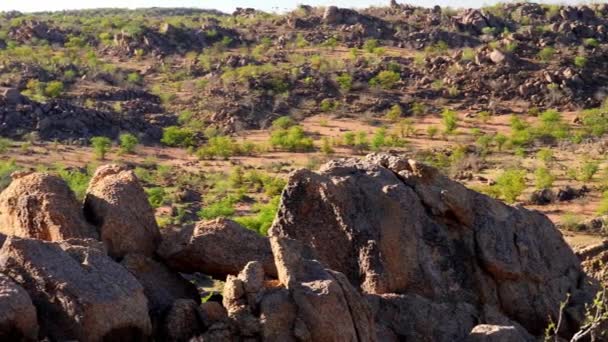 Omgeving Het Etosha National Park Galton Gate Namibië — Stockvideo