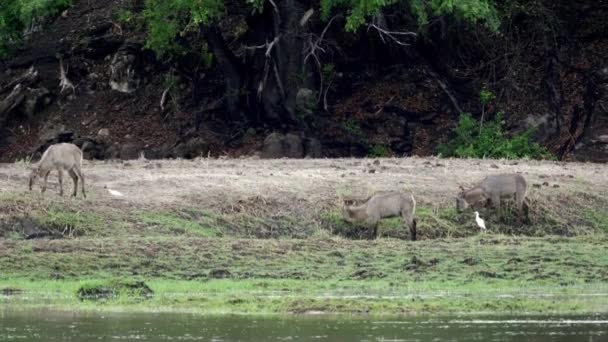 Okavango Delta Namibya Vahşi Hayvanlar — Stok video