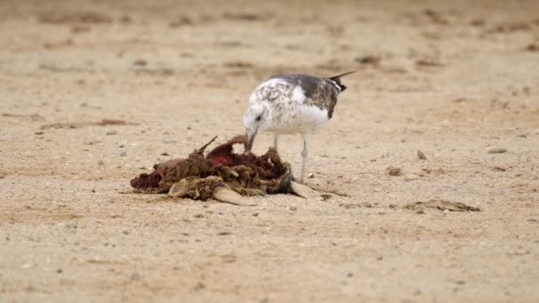 Seagull Ripping Meat Dead Seal Cape Cross Namibia — Stock Video