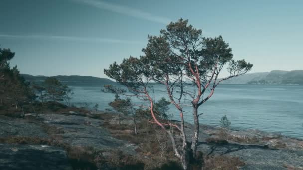 Pobřeží Fjord Losnegard Norsko Nedotčený Stabilizovaný Materiál — Stock video
