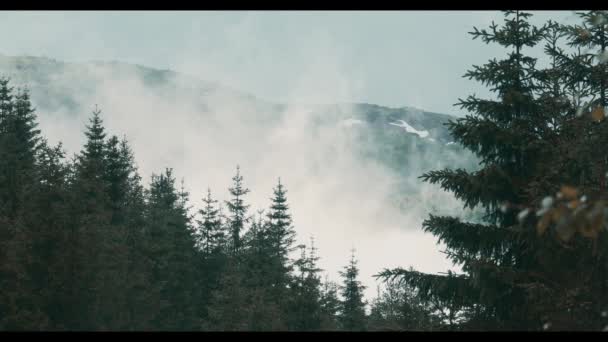 Dense Clouds Norwegian Green Forest — Stock Video