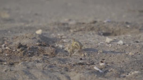 Wildlife Crab Bassa Beach Musandam Oman — Stock Video