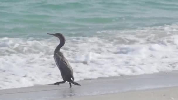 Wildlife Single Cormorant Bassa Beach Musandam Oman — Stock Video