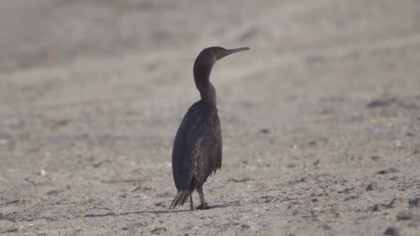 Wildlife Single Cormorant Bassa Beach Musandam Oman — Stock Video