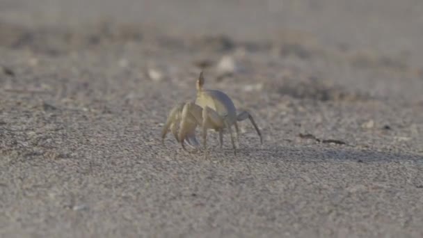 Wildlife Crab Bassa Beach Musandam Oman — Stock Video