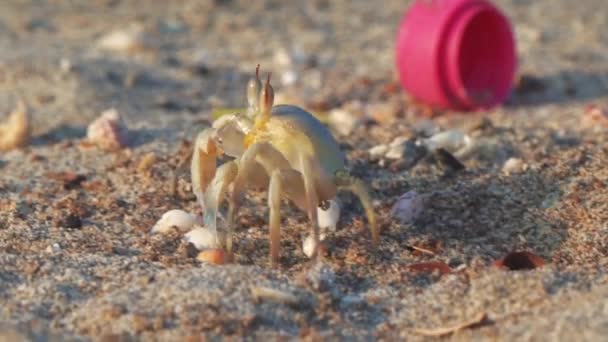 野生动物蟹在阿曼Musandam的Bassa海滩 — 图库视频影像