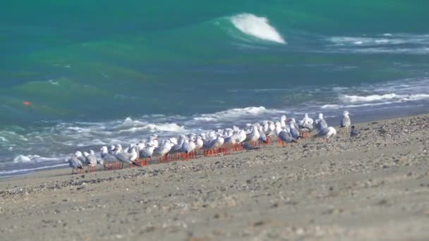 阿曼Musandam的Bassa海滩的一群鸽子 野生动物 — 图库视频影像