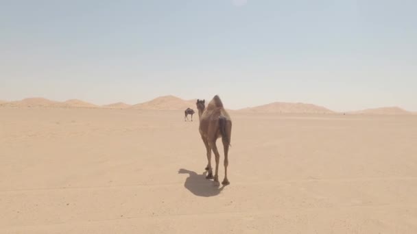 Camels Rub Chali Desert Oman — Stock video