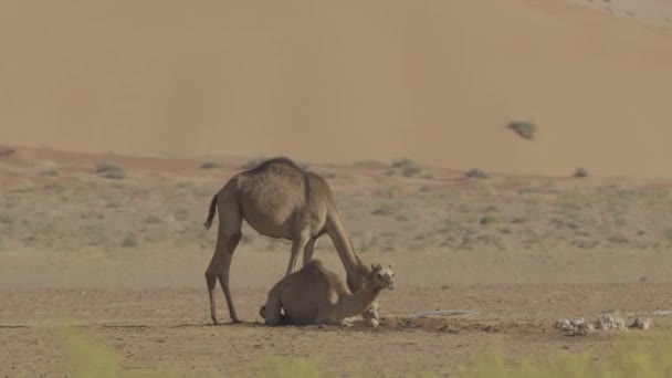 Camels Rub Chali Desert Oman — Stock Video