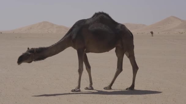 Camels Rub Chali Desert Oman — Stockvideo