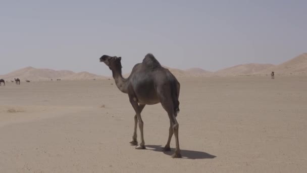 Camels Rub Chali Desert Oman — Stock video