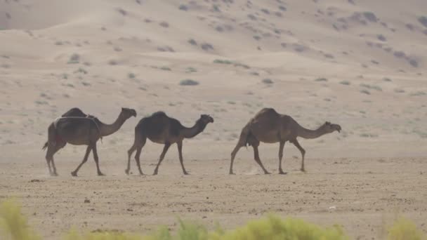 Camels Rub Chali Desert Oman — Stok video