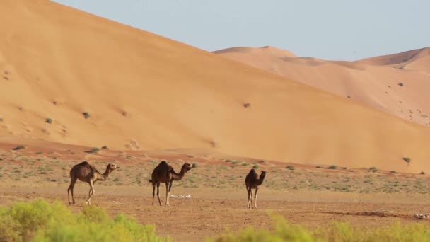 Camels Rub Chali Desert Oman — Video Stock