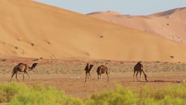 Camels Rub Chali Desert Oman — ストック動画