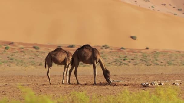 Camels Rub Chali Desert Oman — Stock Video