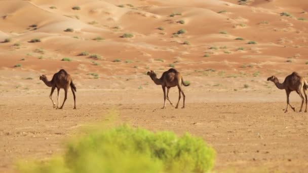 Camels Rub Chali Desert Oman — стоковое видео