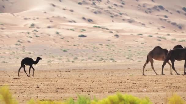 Camels Rub Chali Desert Oman — Video Stock