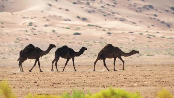 Camels Rub Chali Desert Oman — Αρχείο Βίντεο