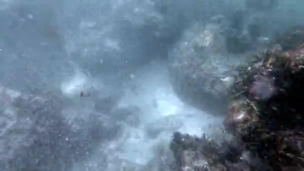 Some Sea Life Omán — Stock video