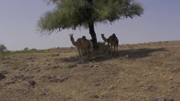 Légi Állat Növényvilág Omántól Délre — Stock videók