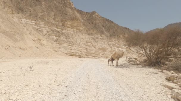 Road Wadi Oman — Stock Video
